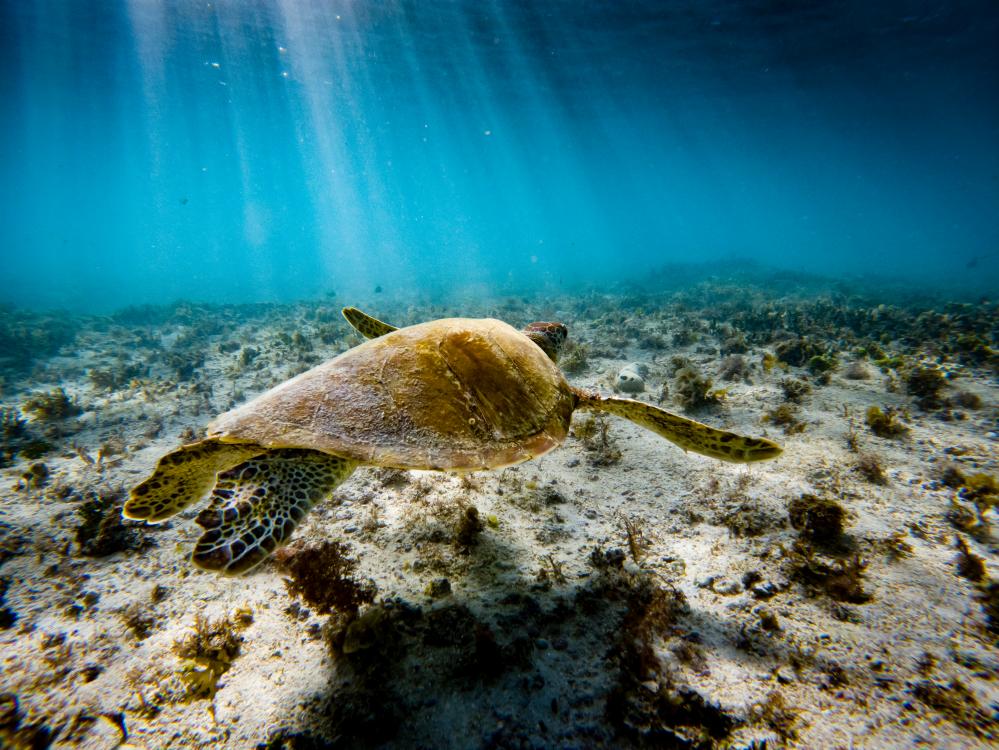 Captivating marine life encounters in Florida Keys