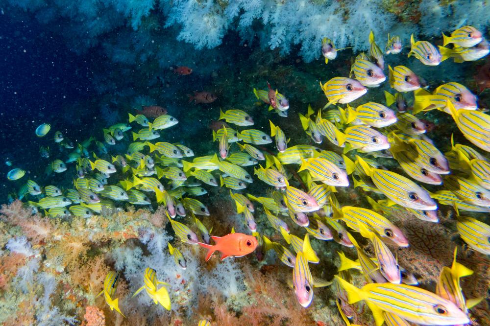 Underwater Adventure with Florida Keys Scuba Diving
