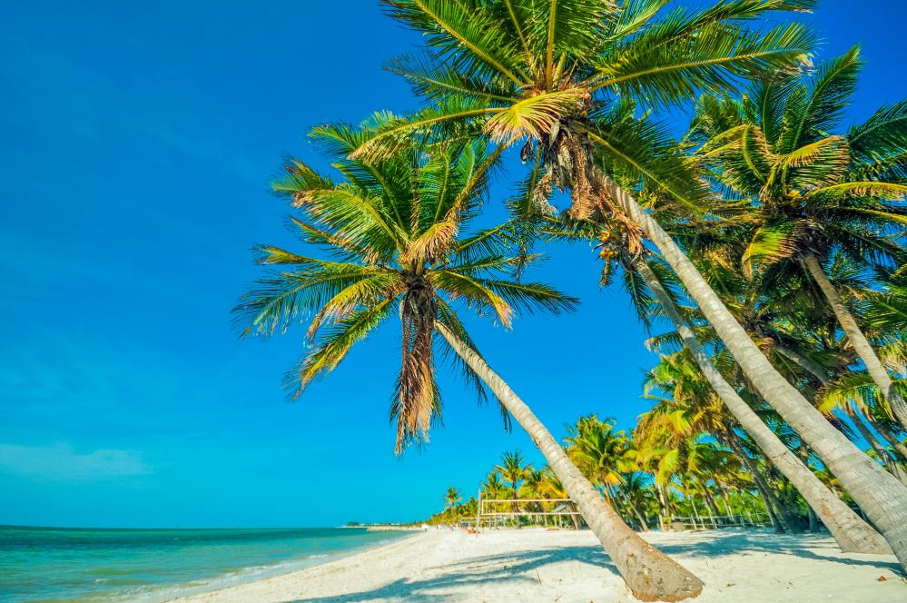 Idyllic Tropical Beach Scene for Airbnb Florida Keys