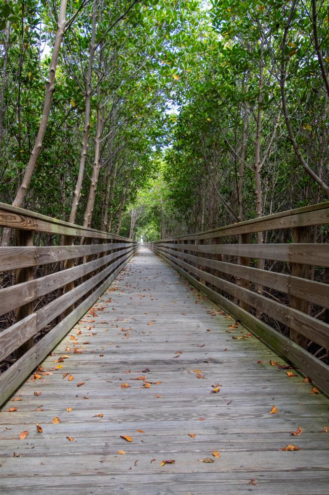 Tranquil Mangrove Boardwalk in the Florida Keys