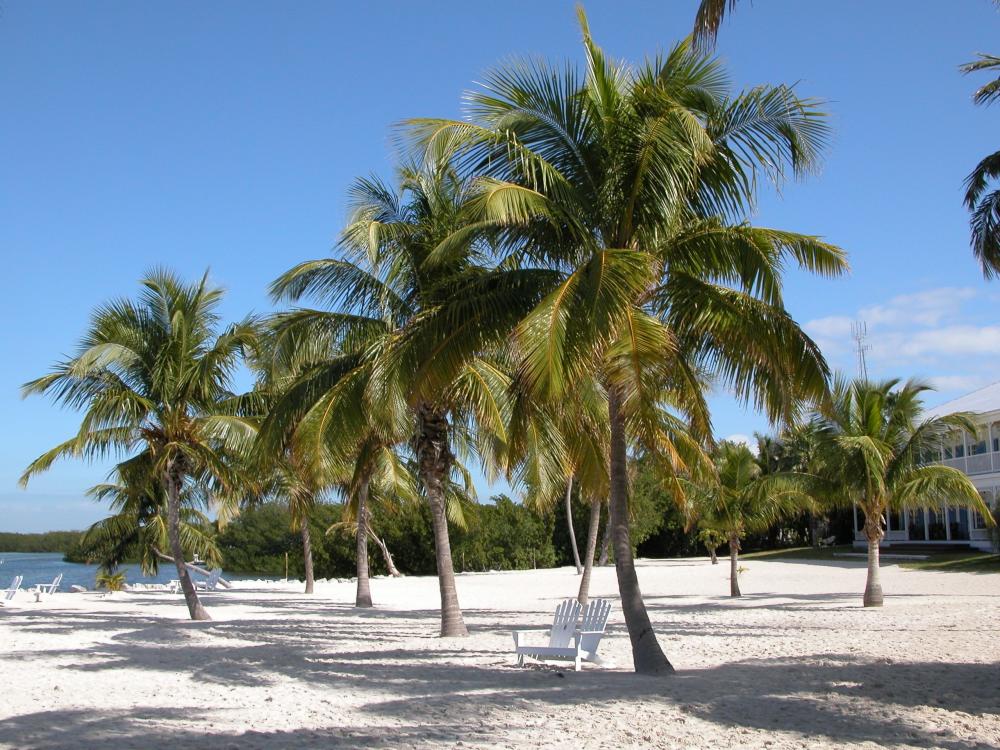 Sandy beach in Florida representing the Unique Florida Keys Flavors