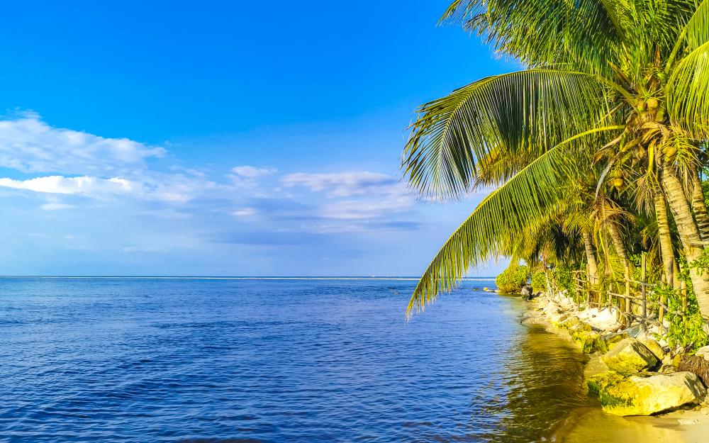 Tranquil Florida Keys waterfront with palm trees and clear waters