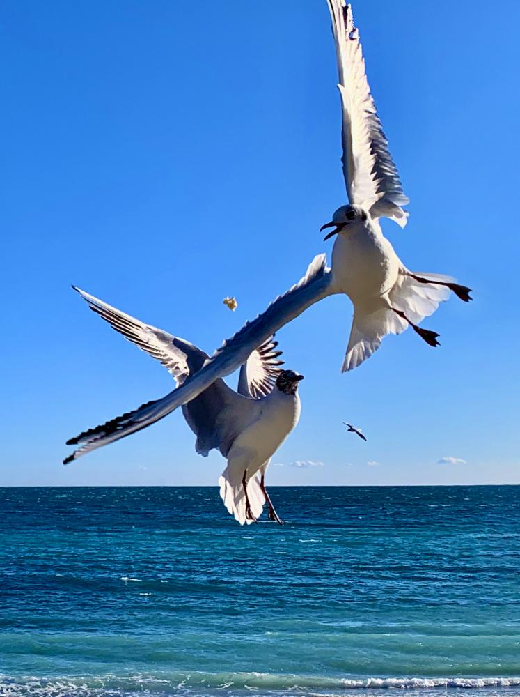 Two Birds Soaring Over Calm Ocean Waters