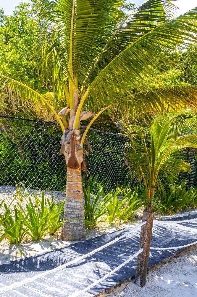Tropical pathway leading to luxury villa in Florida Keys